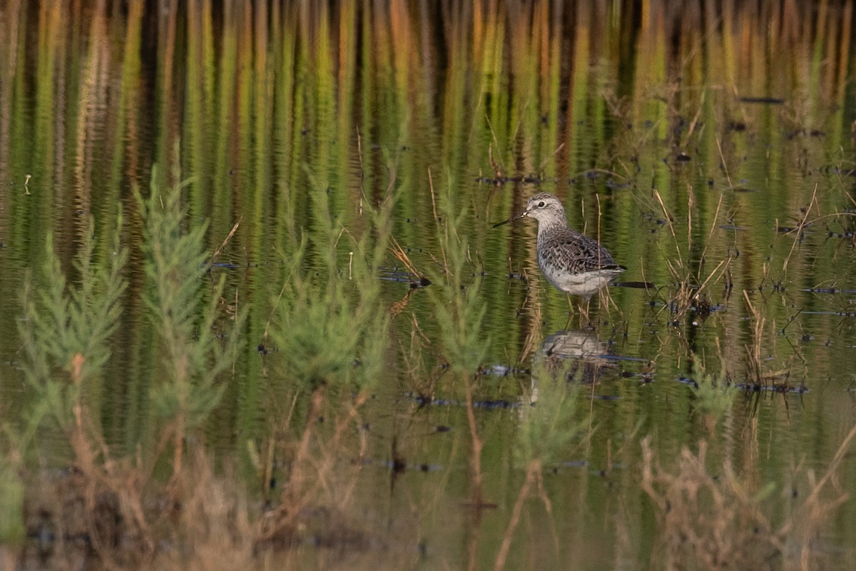 Teichwasserläufer - ML646629533