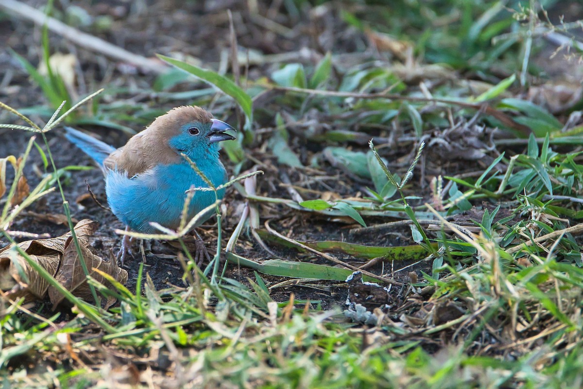 Southern Cordonbleu - ML646629537