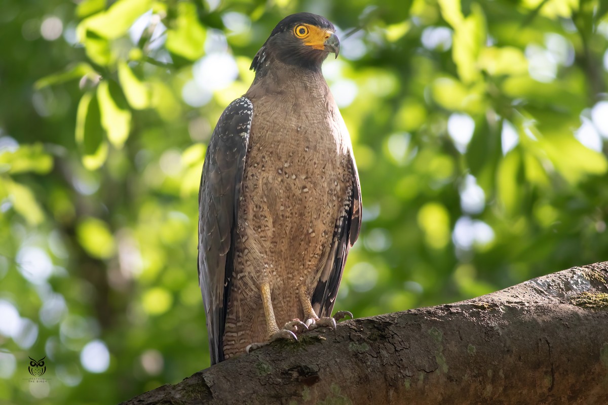 Crested Serpent-Eagle - ML646629538