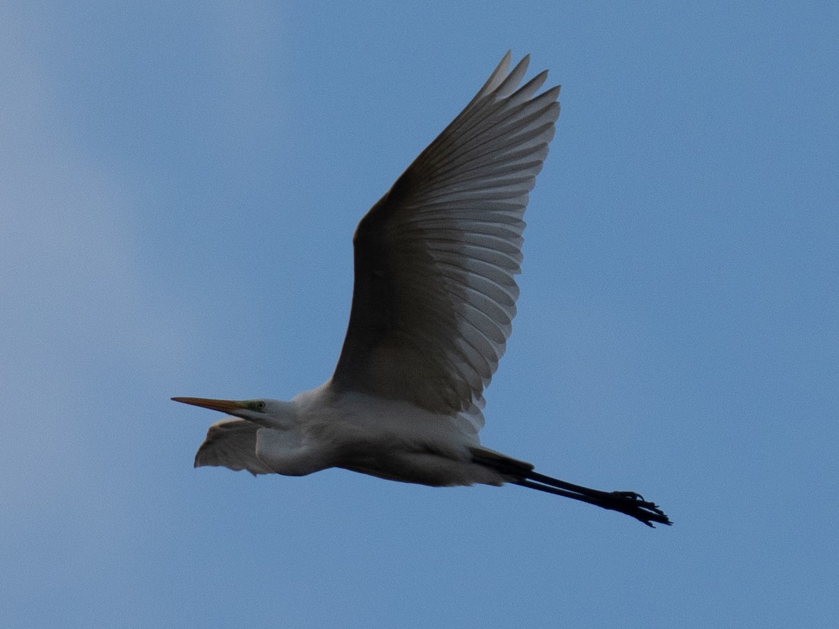 Чапля велика - ML646629541