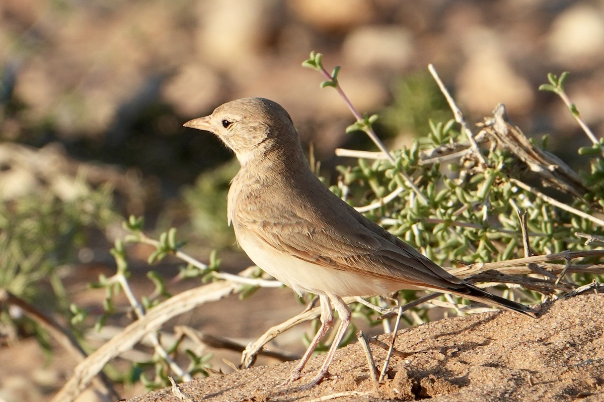 Bar-tailed Lark - ML646629542