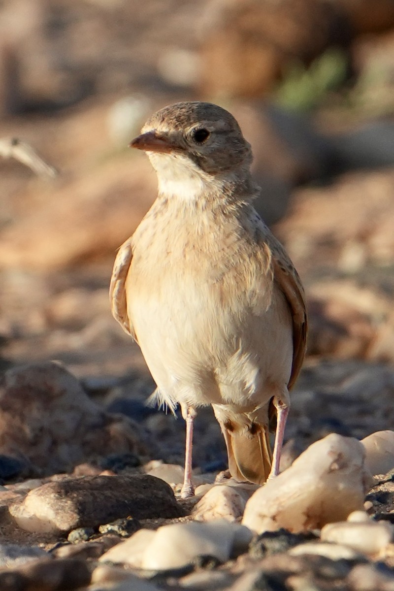 Bar-tailed Lark - ML646629543