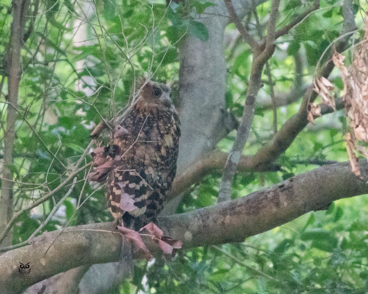 Tawny Fish-Owl - ML646629544