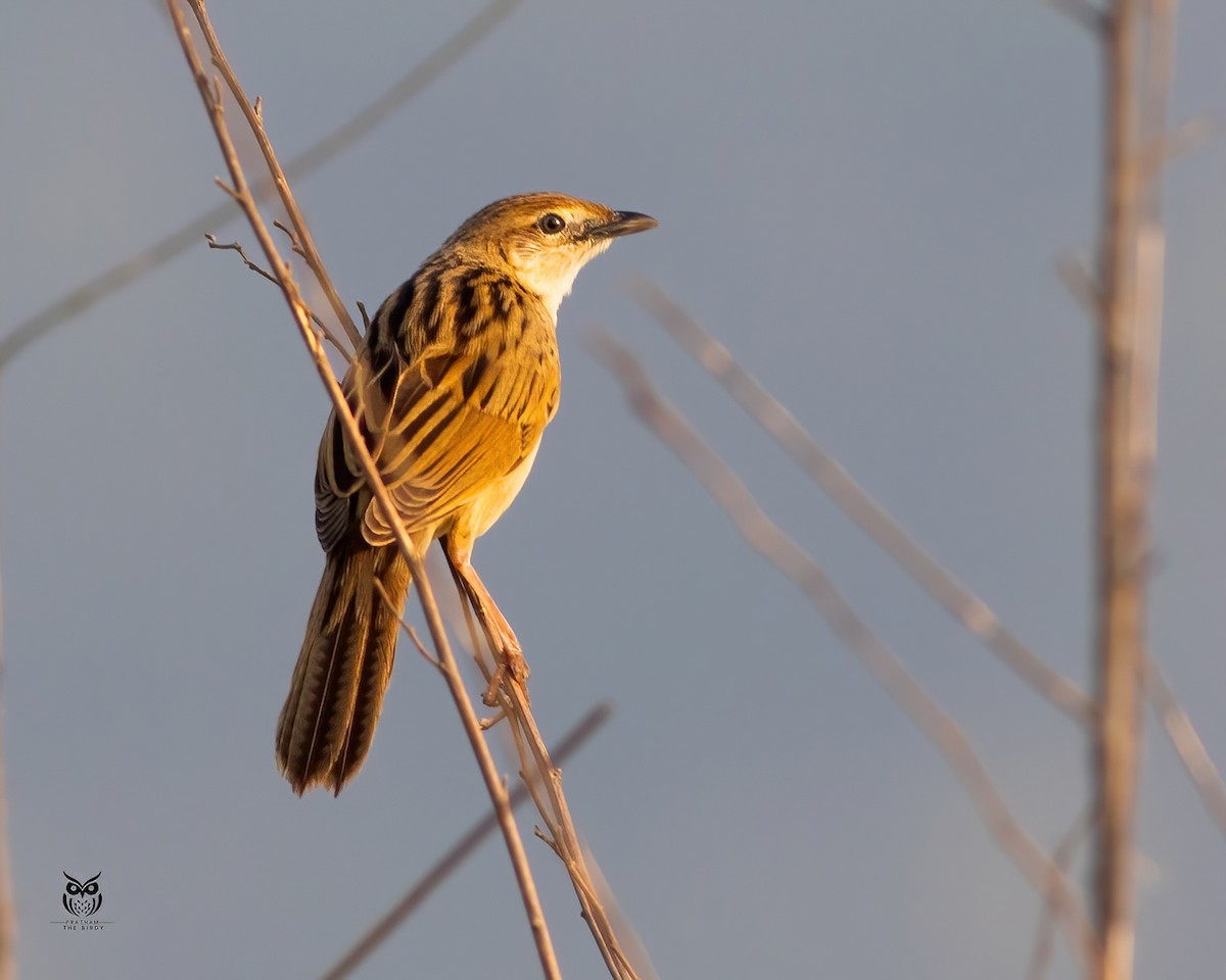 Striated Grassbird - ML646629553