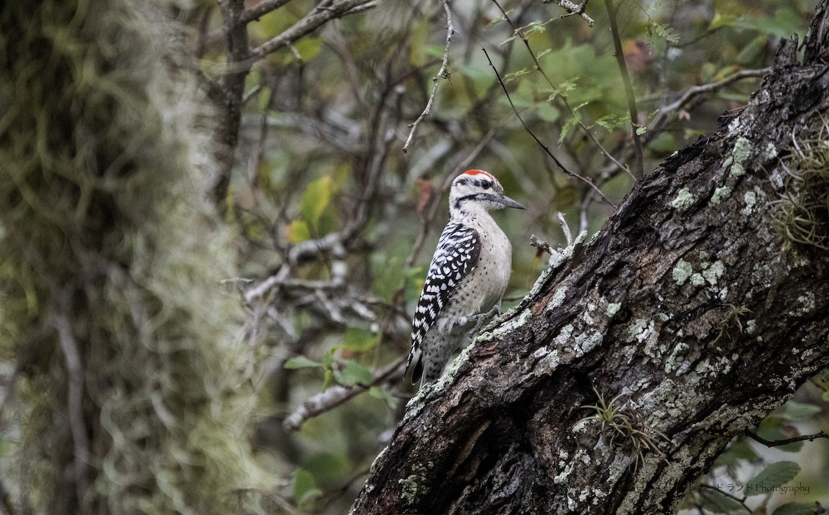Ladder-backed Woodpecker - ML646629556