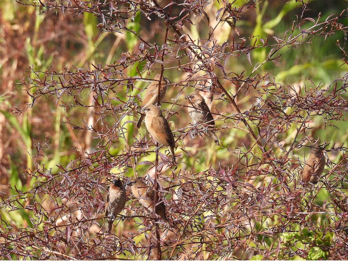 Scaly-breasted Munia - ML646629557