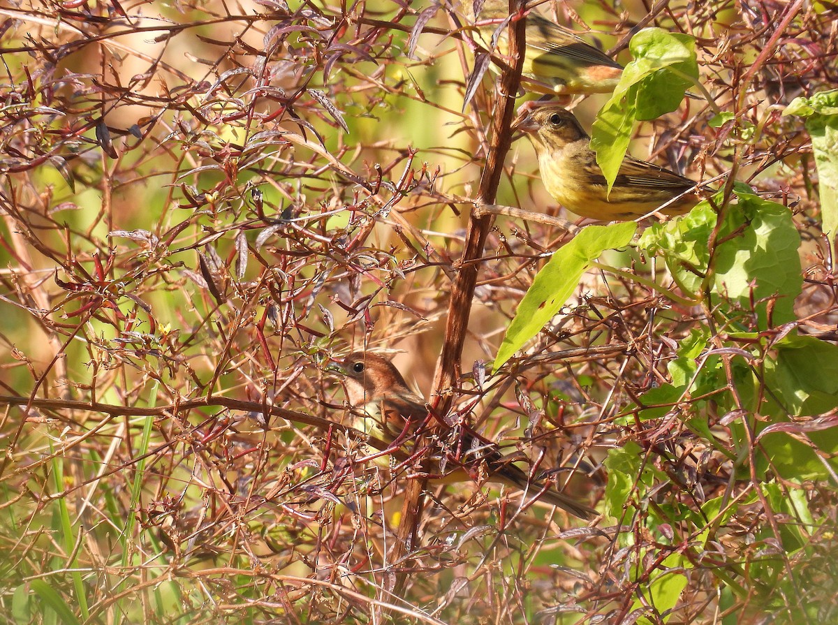 Chestnut Bunting - ML646629561