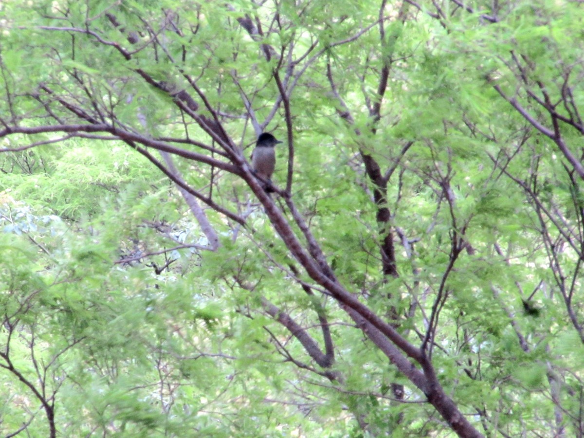 Crested Becard - ML646629562