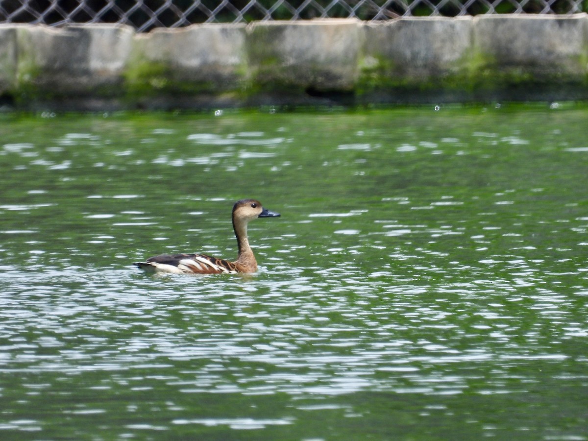 Wandering Whistling-Duck - ML646629564
