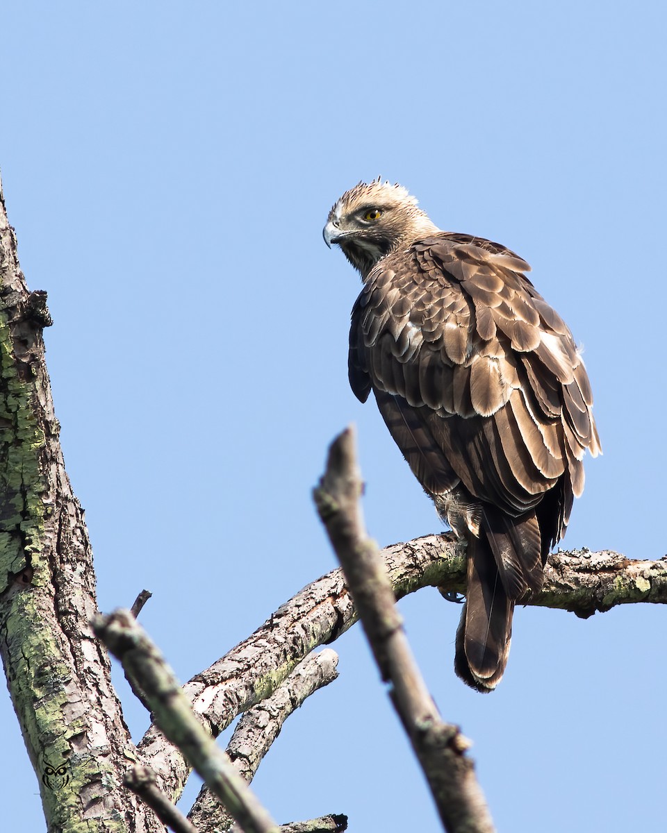 Changeable Hawk-Eagle - ML646629565