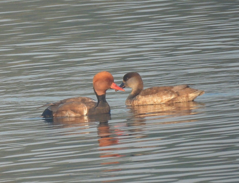 Red-crested Pochard - ML646629568