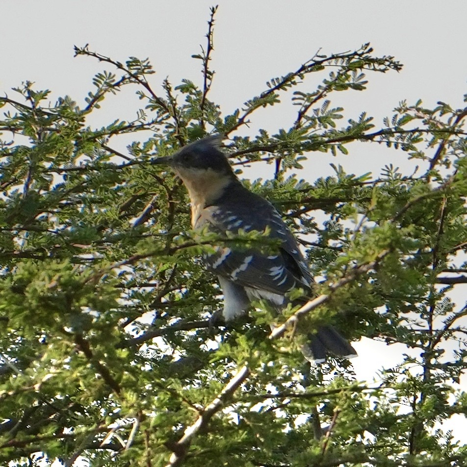 Great Spotted Cuckoo - ML646629569