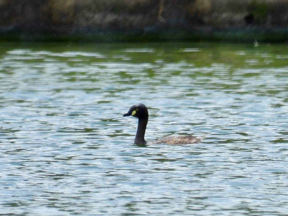 Australasian Grebe - ML646629570