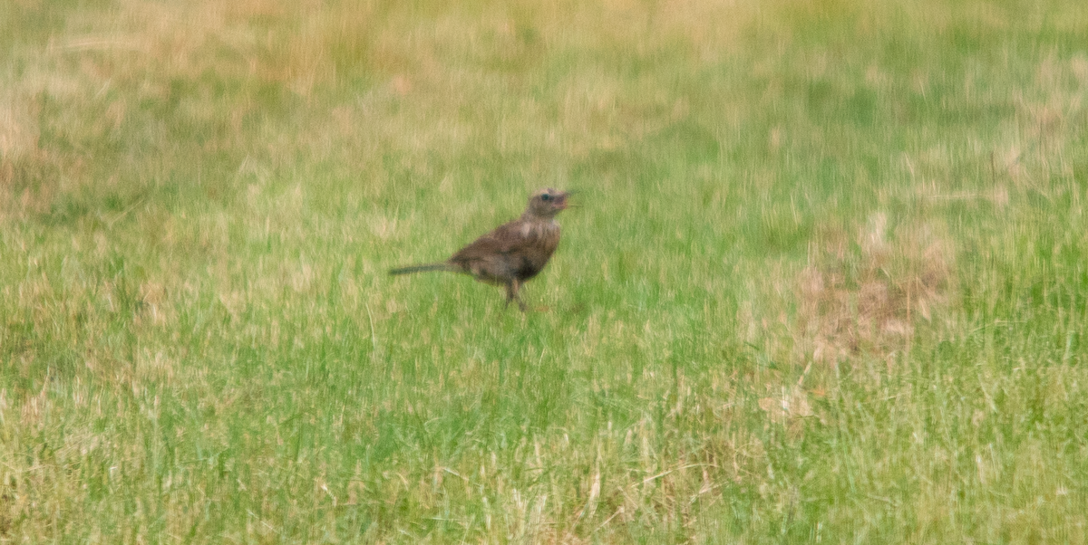 Brown Songlark - ML646629580