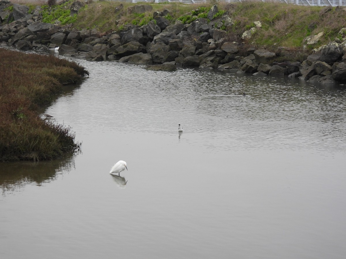 American Coot - ML646629582