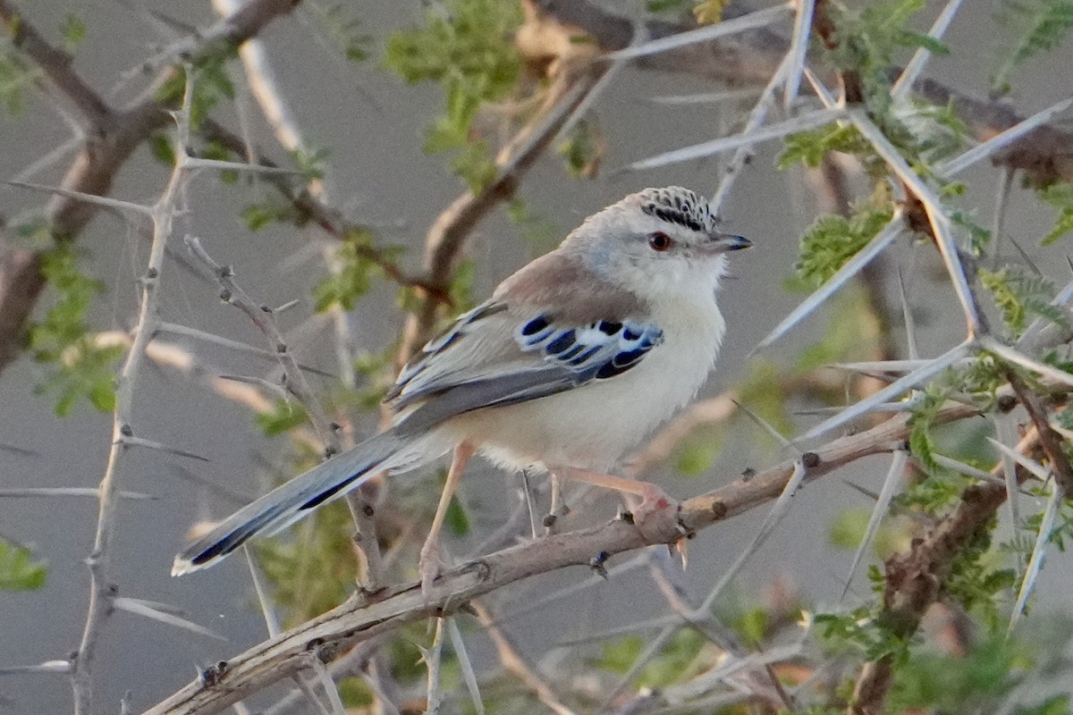 Cricket Longtail - ML646629584