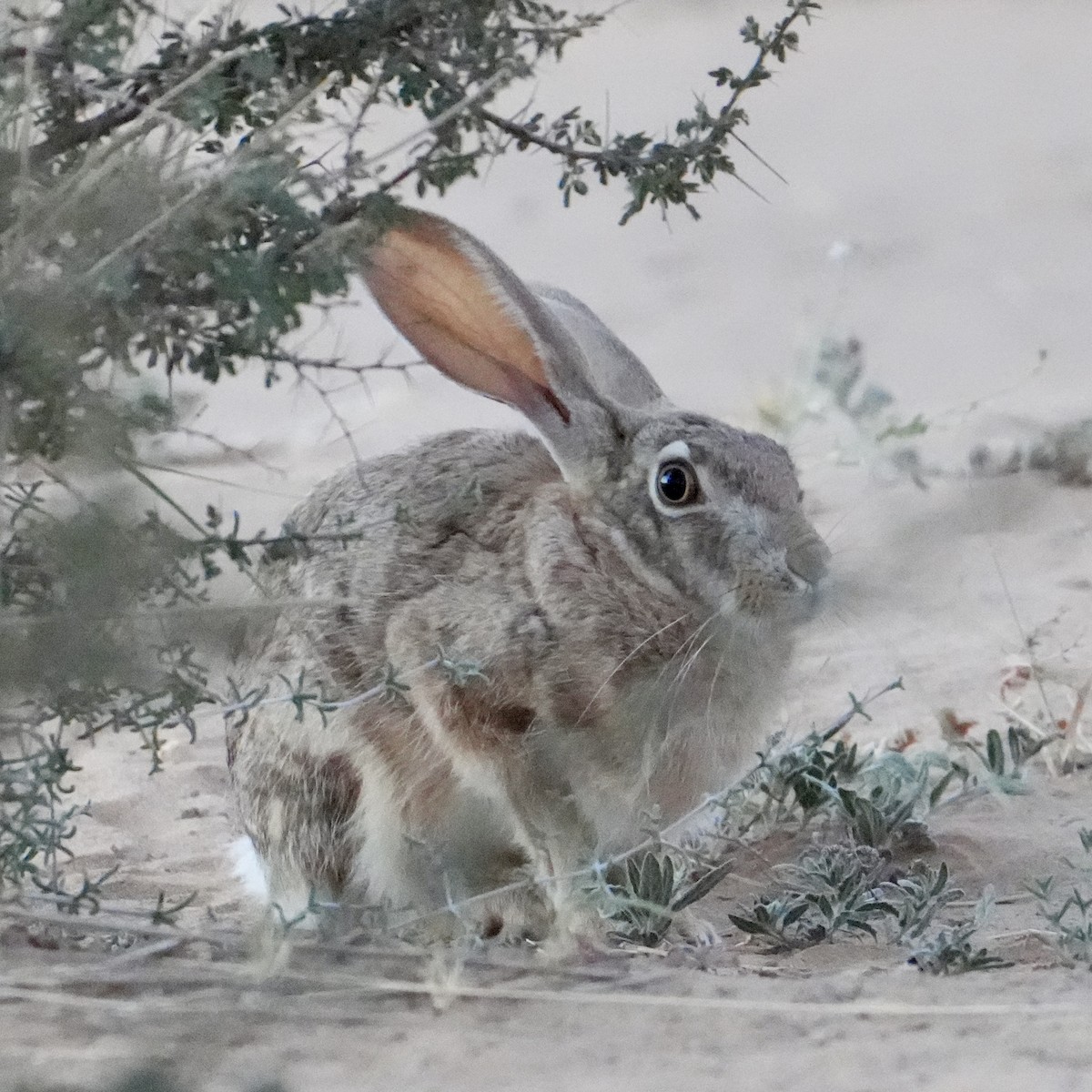 African Savanna Hare - ML646629585