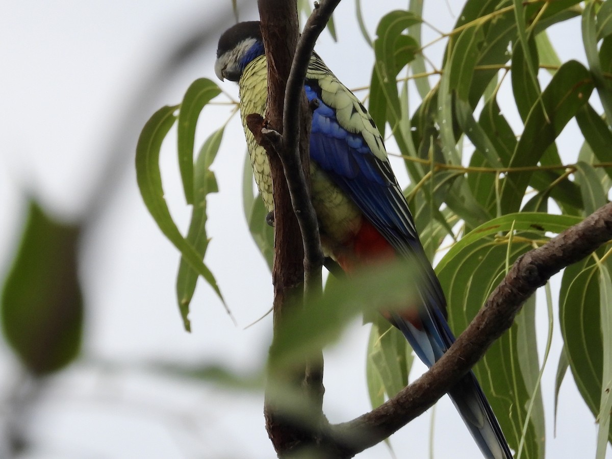 Northern Rosella - ML646629586