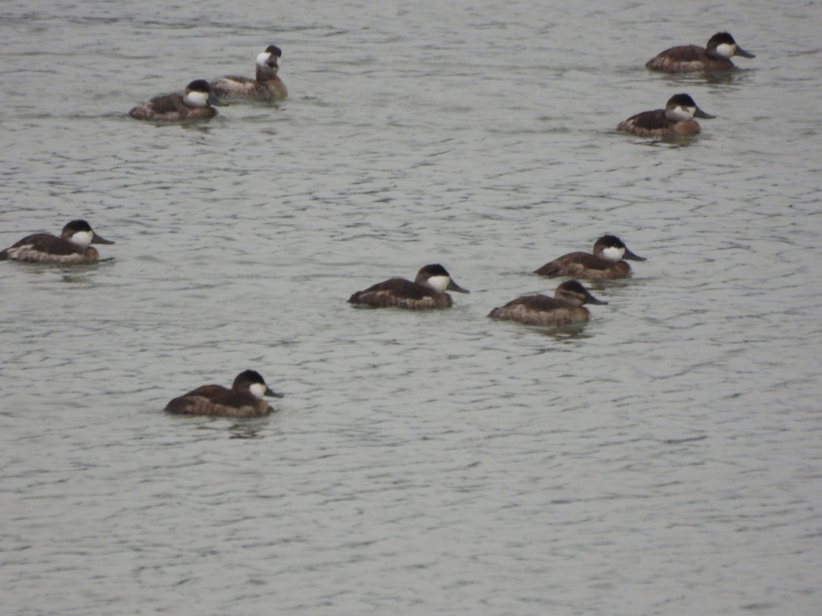 Amerika Dikkuyruğu - ML646629587