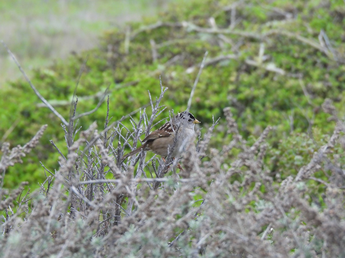 White-crowned Sparrow - ML646629589