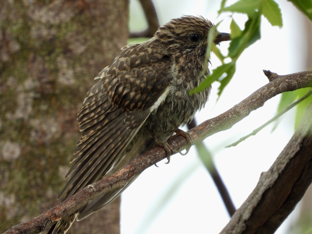 Sahul Brush Cuckoo - ML646629590