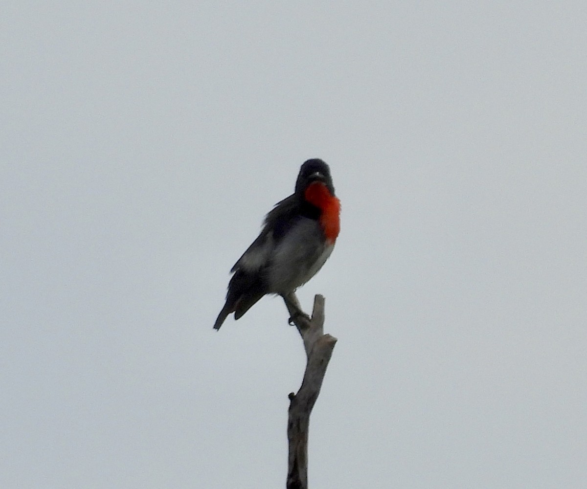 Mistletoebird - ML646629592