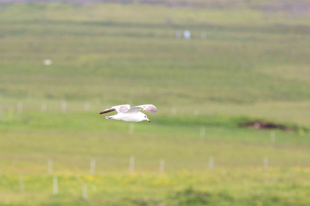 Lesser Black-backed Gull - ML646629597