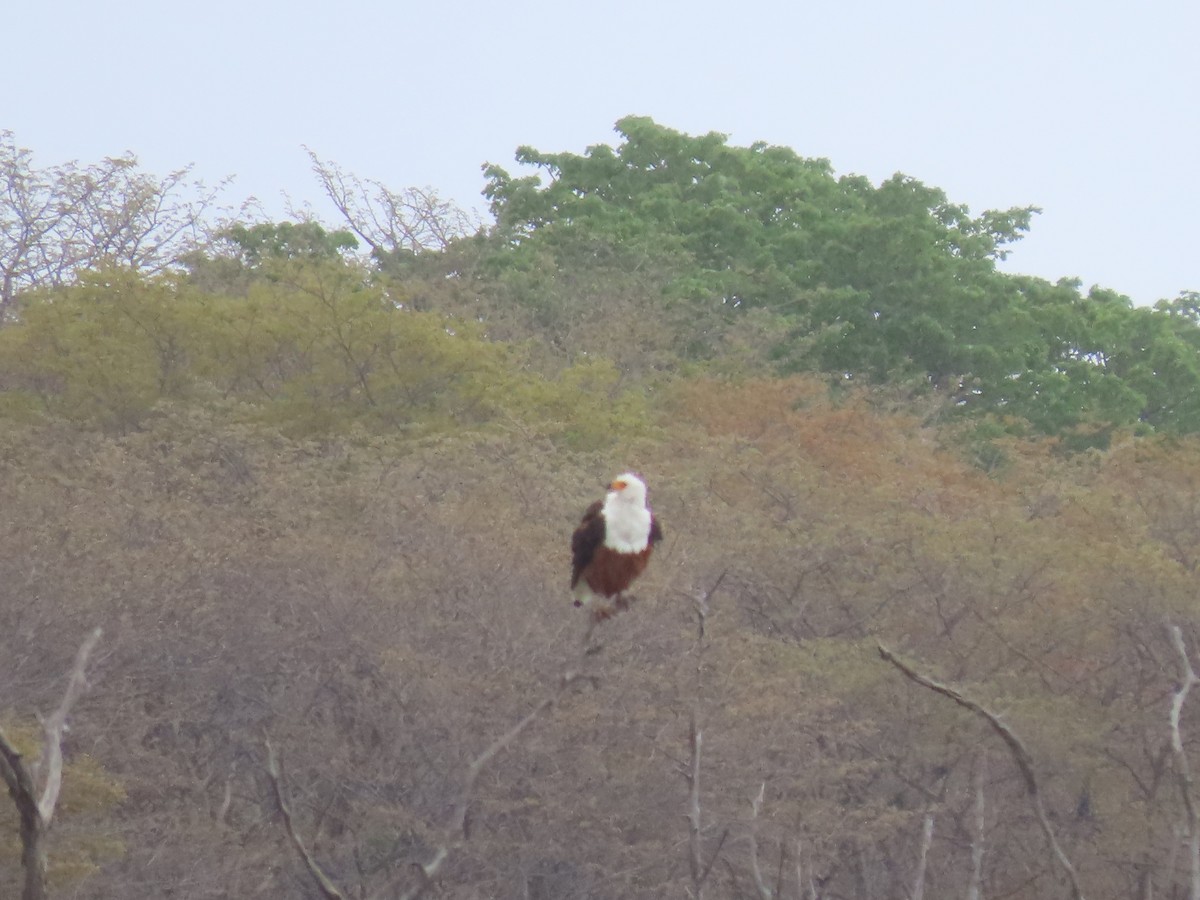 flodørn - ML646629604