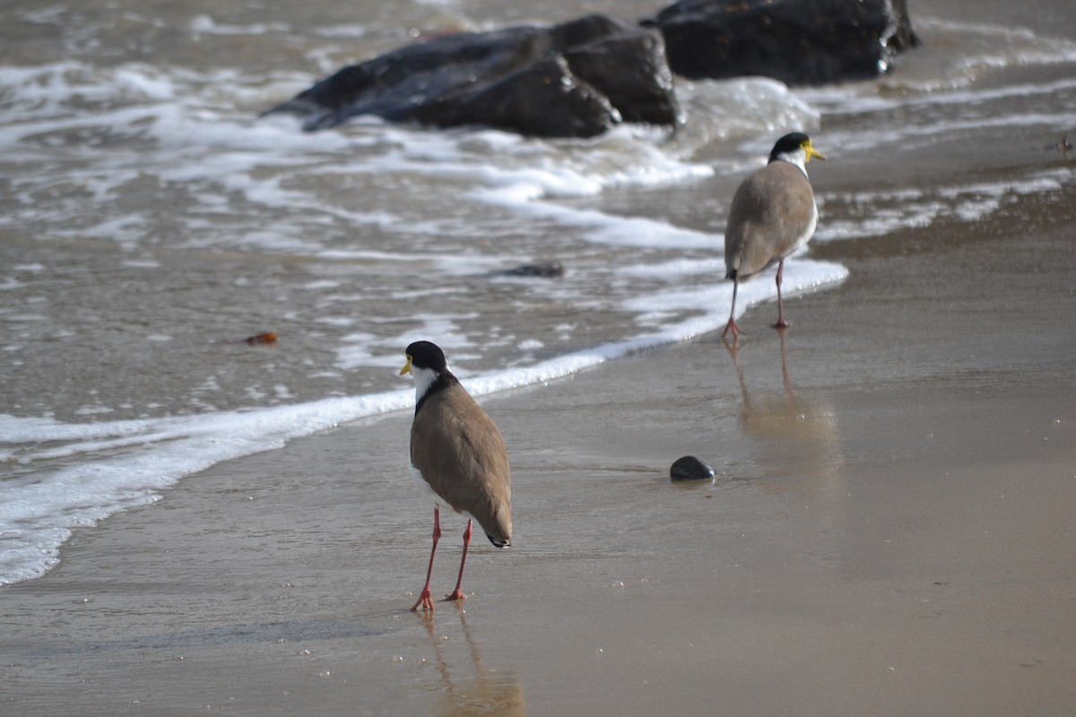 čejka australská - ML646629606