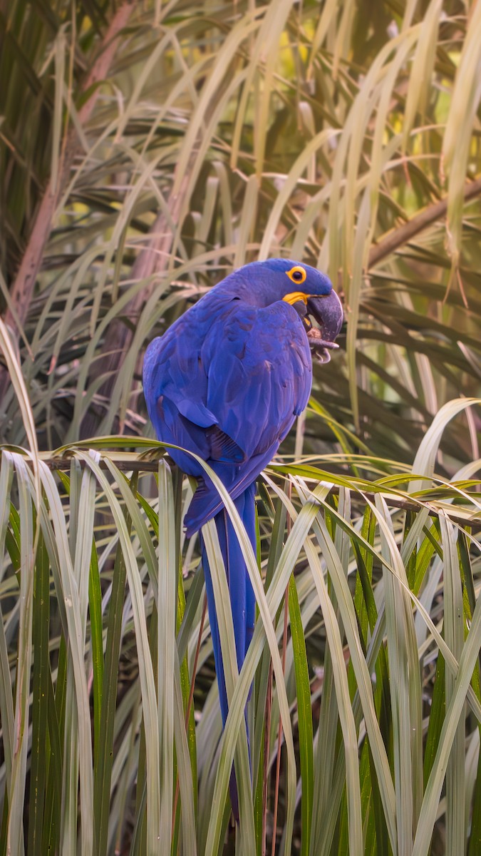 Guacamayo Jacinto - ML646629612