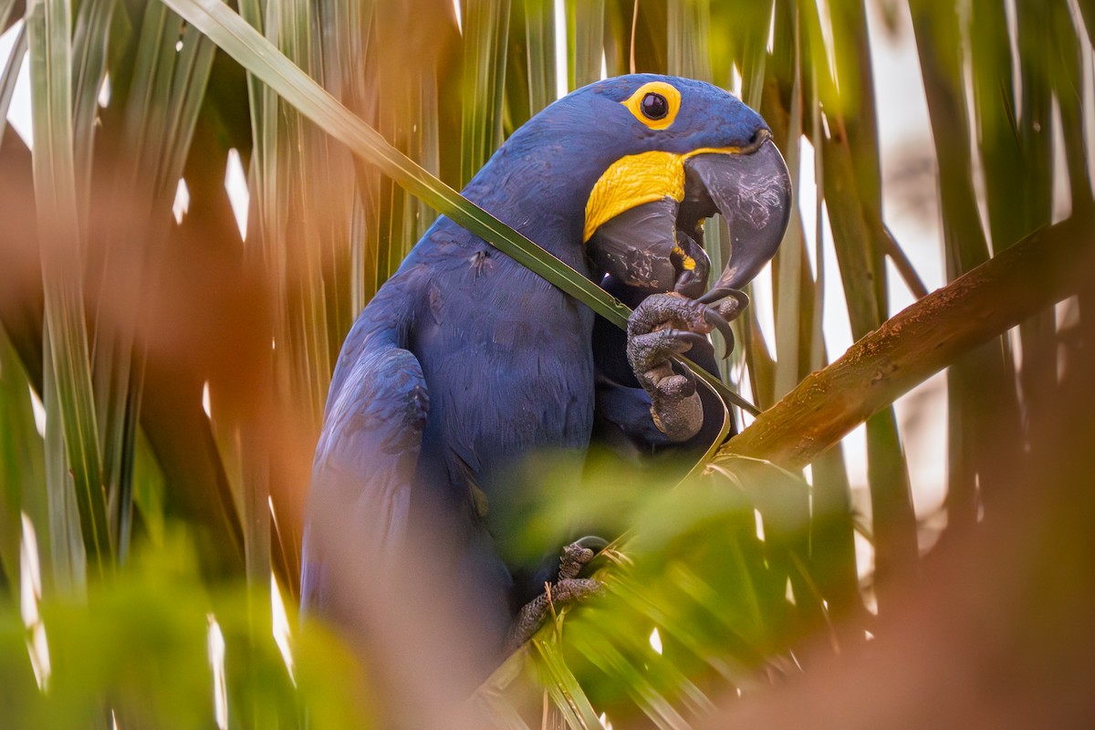 Guacamayo Jacinto - ML646629613