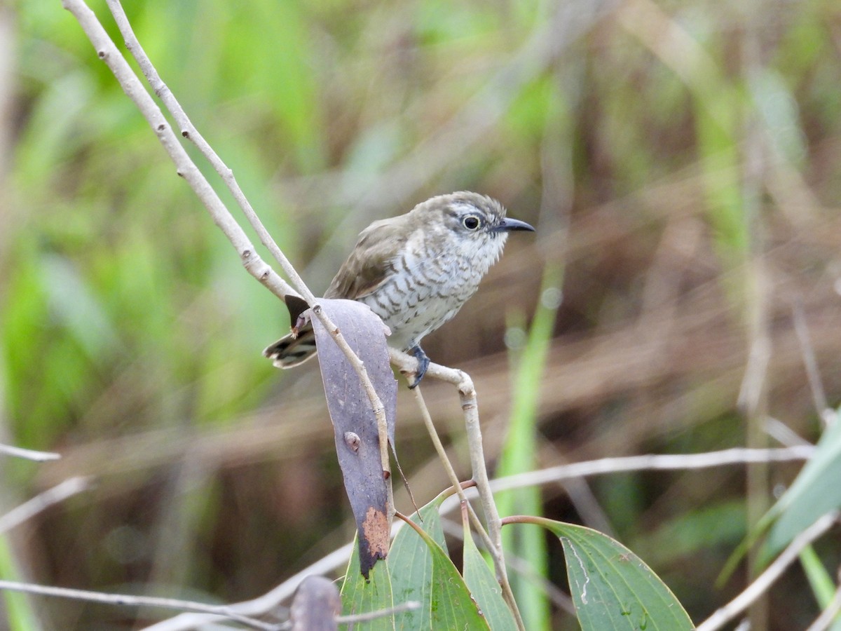 Little Bronze-Cuckoo - ML646629615