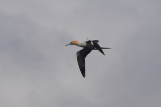 Australasian Gannet - ML646629616