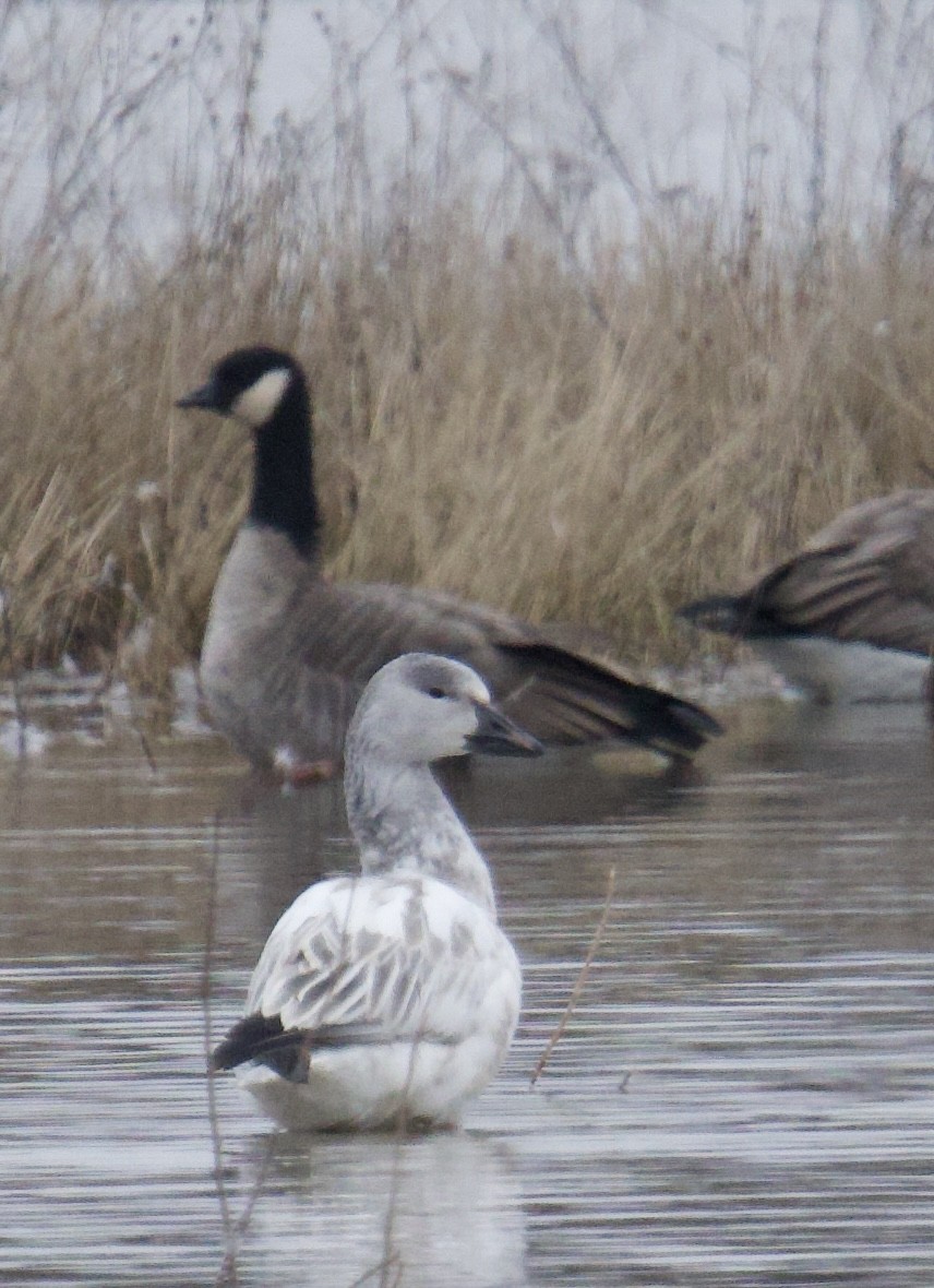 Ánsar Nival - ML646629617