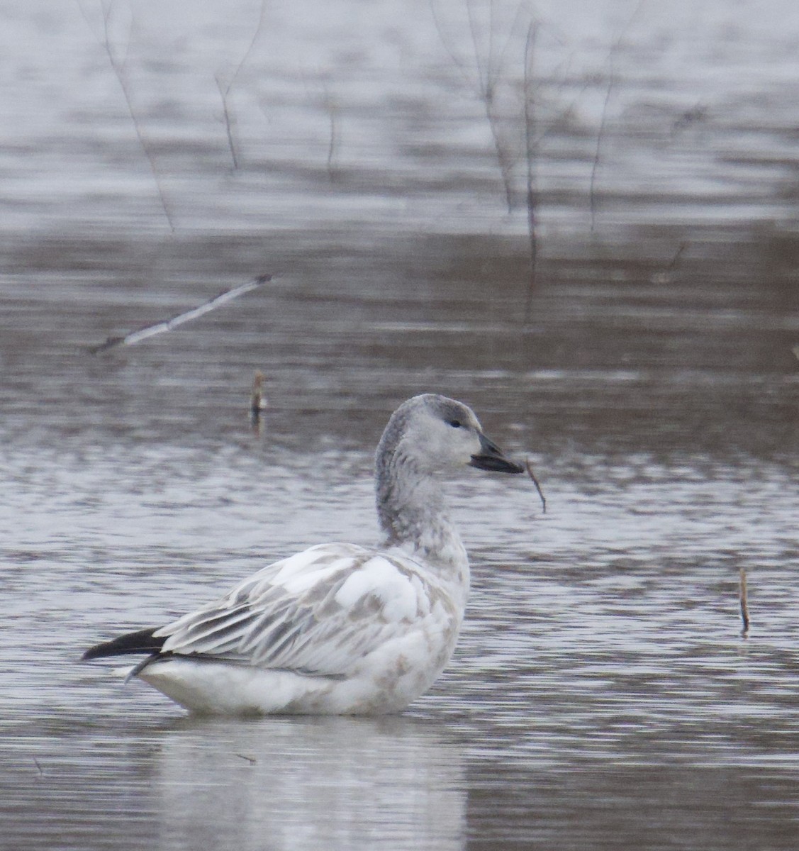 Ánsar Nival - ML646629618