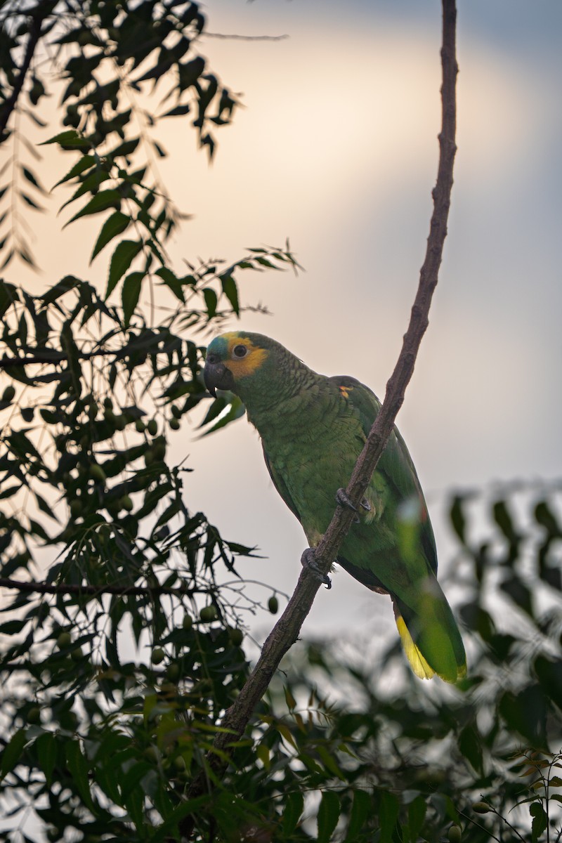 Amazona Frentiazul - ML646629620