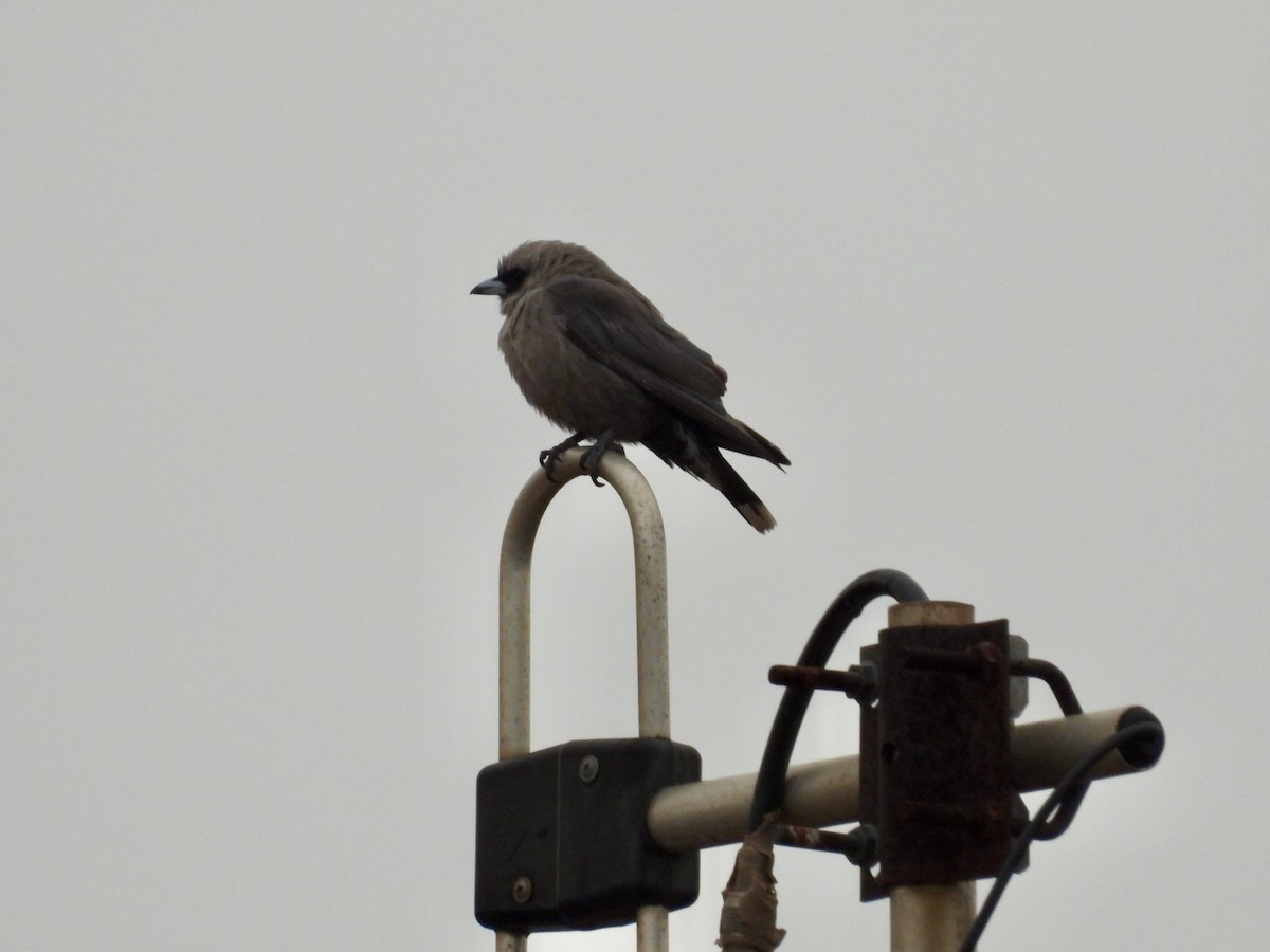 Black-faced Woodswallow - ML646629627