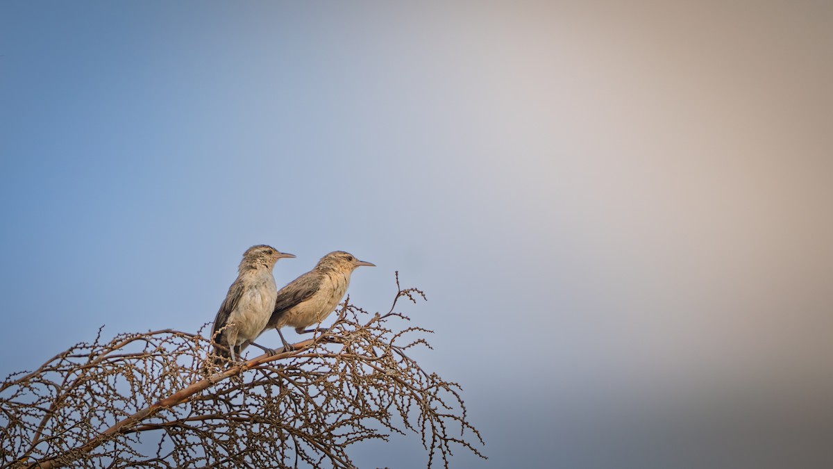 Cucarachero Turdino - ML646629628