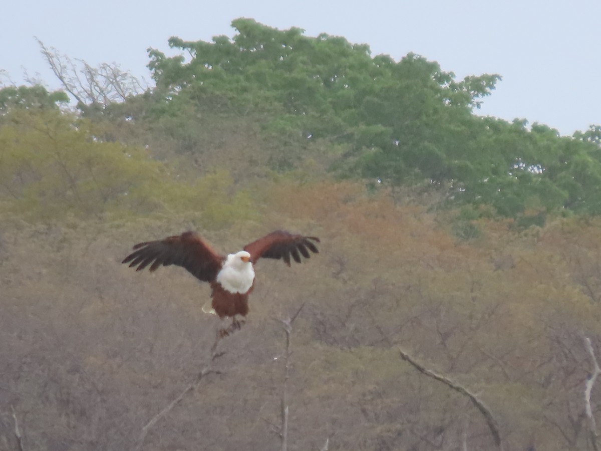 flodørn - ML646629633