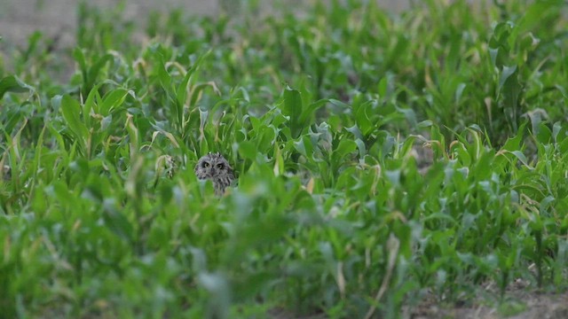 Сова болотяна - ML646629635