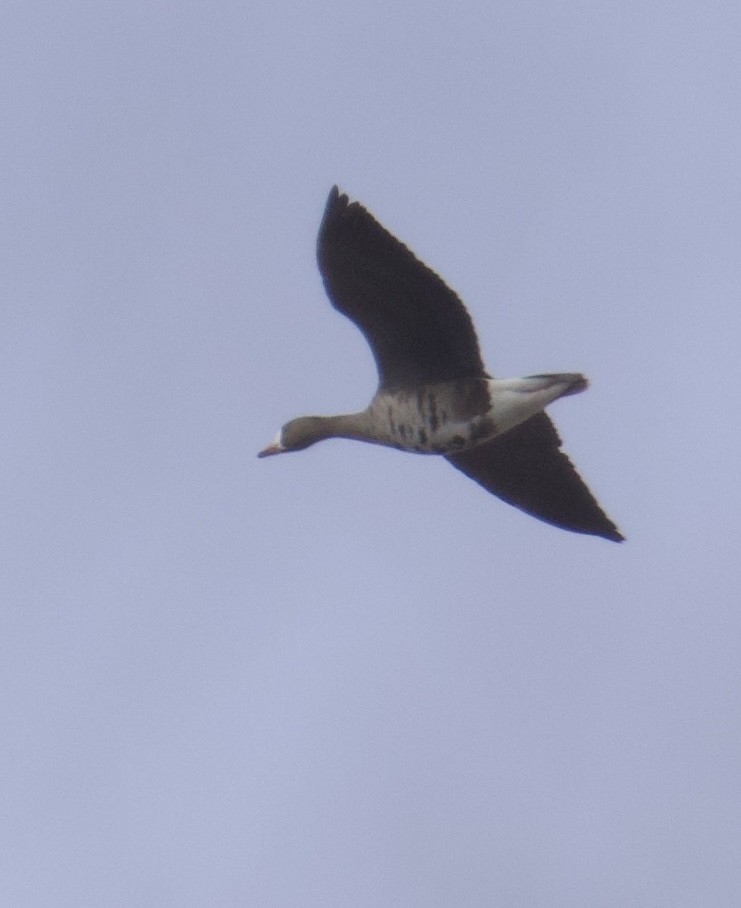 Ánsar Careto - ML646629636