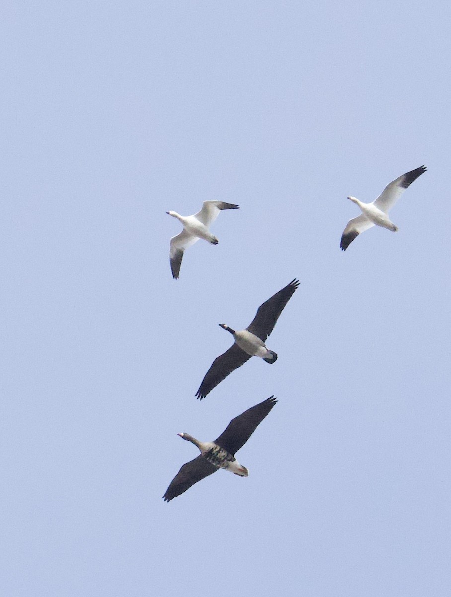 Ánsar Careto - ML646629637