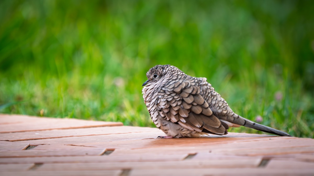 Tortolita Escamosa - ML646629638