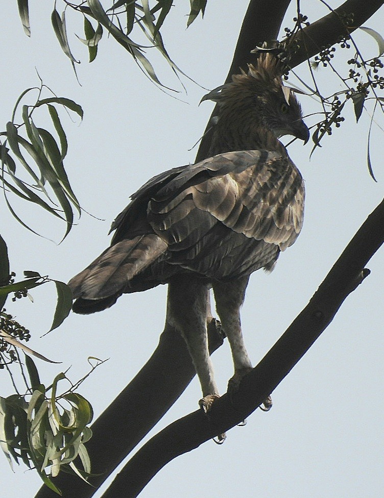 Changeable Hawk-Eagle - ML646629644