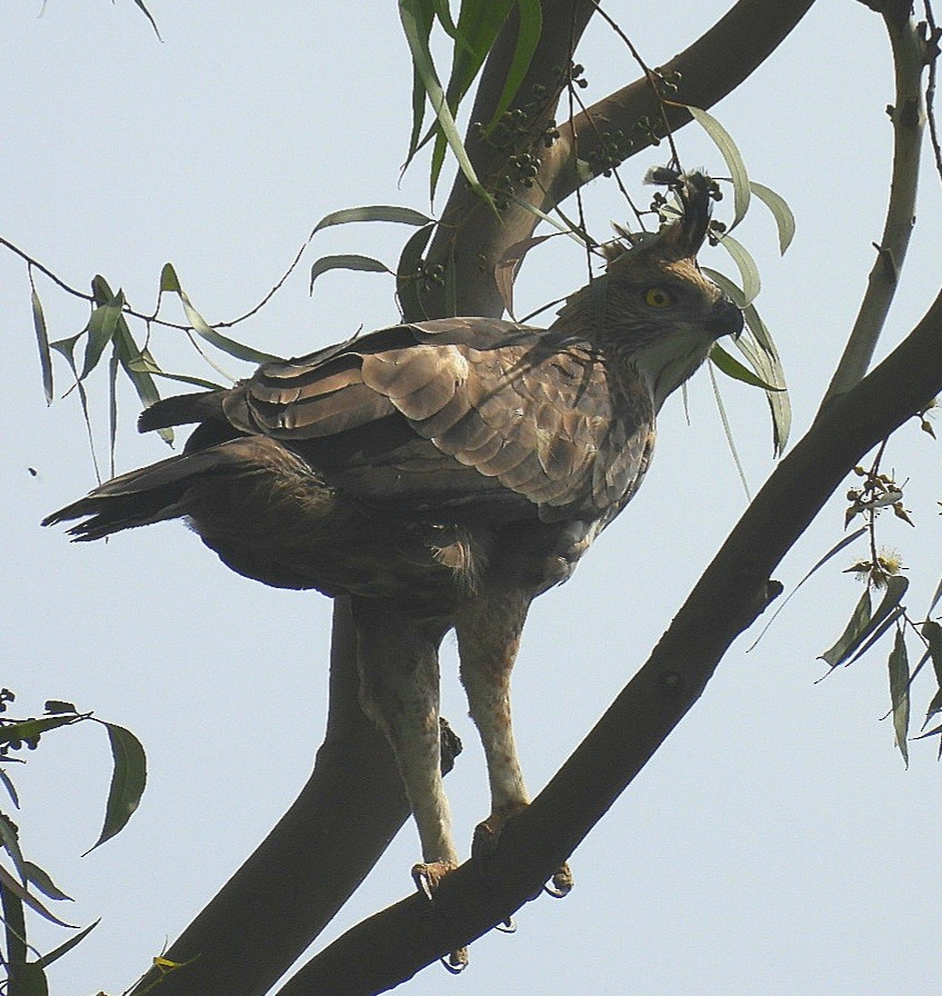 Changeable Hawk-Eagle - ML646629645