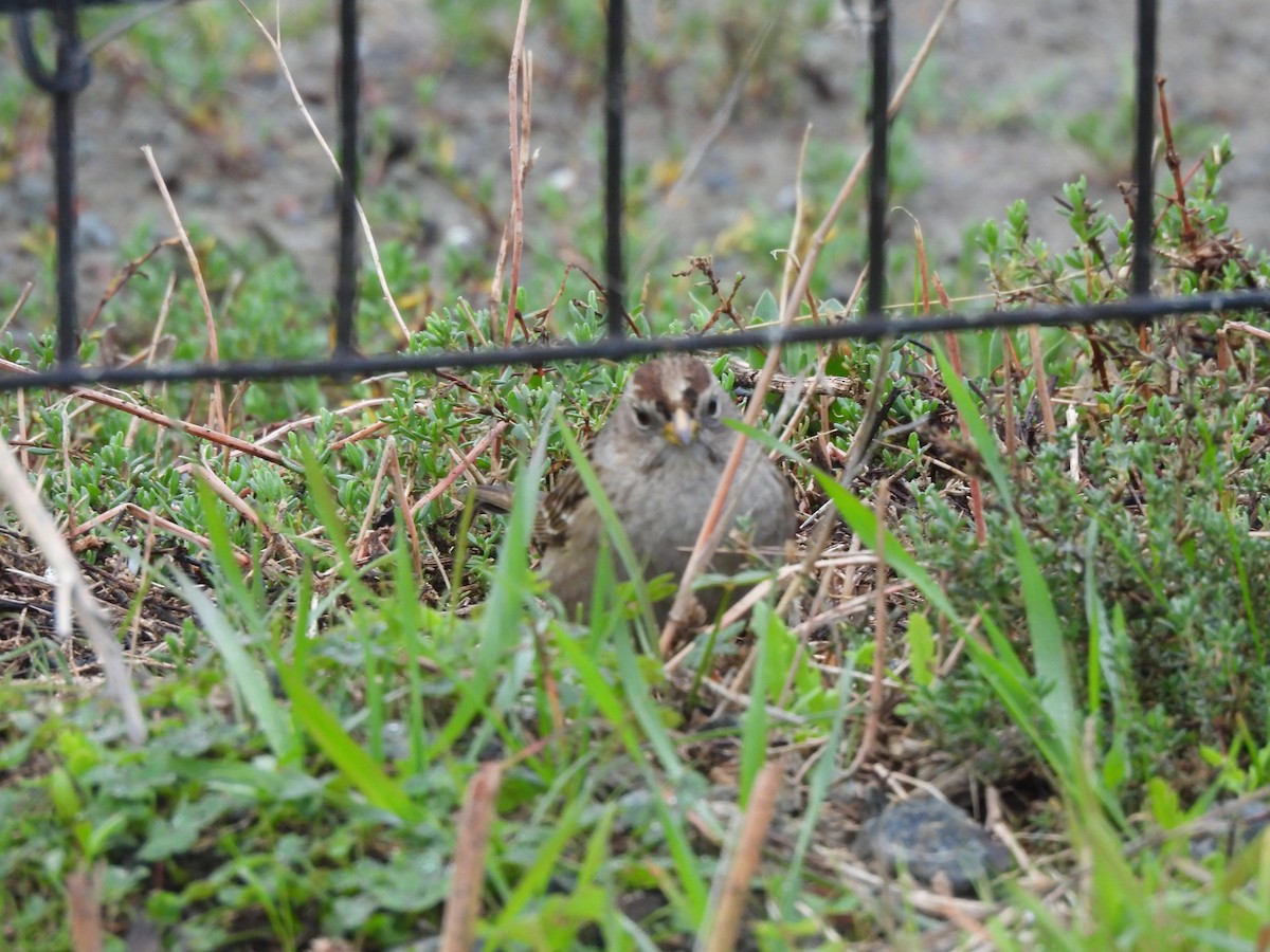 White-crowned Sparrow - ML646629652