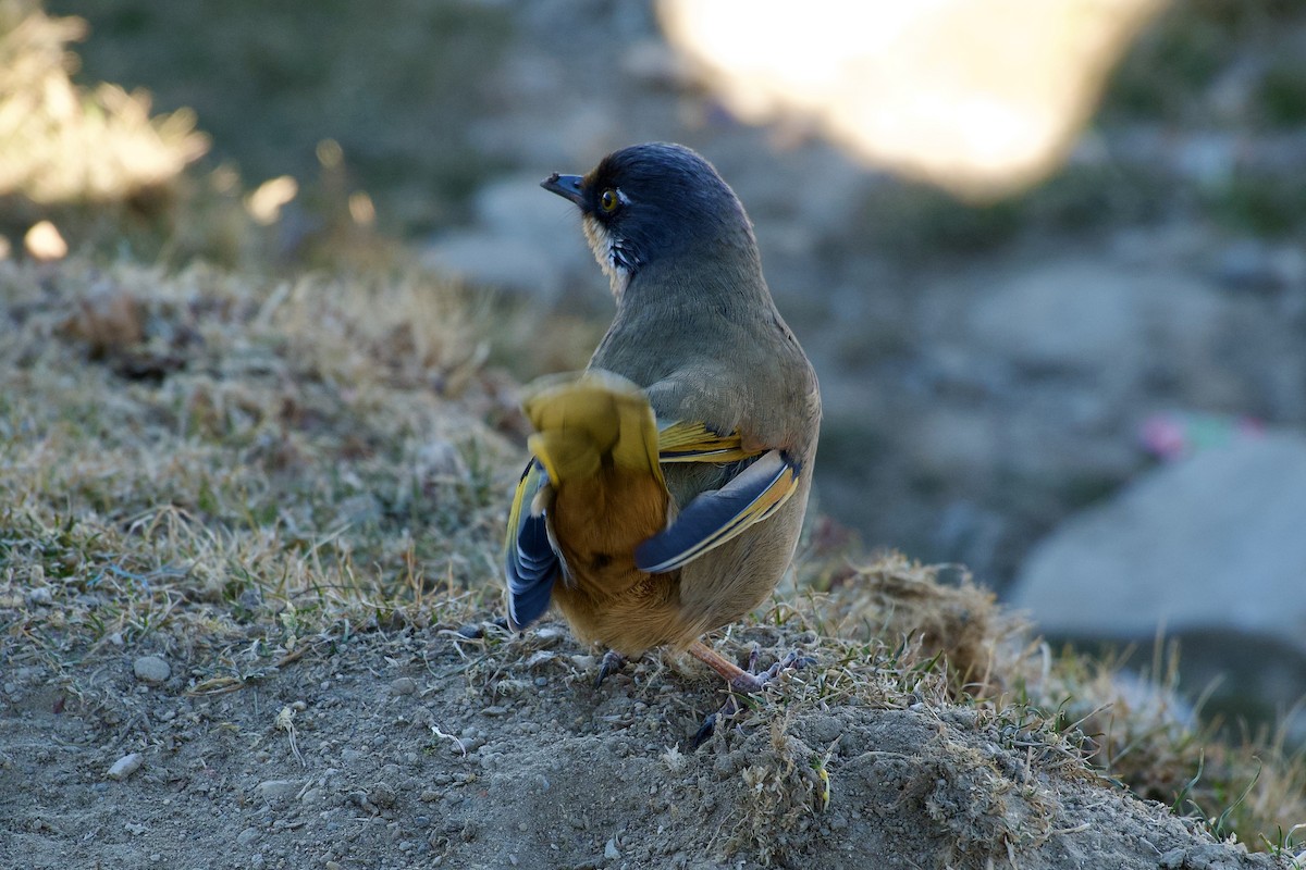 Sarı Kanatlı Gevezeardıç - ML646629655