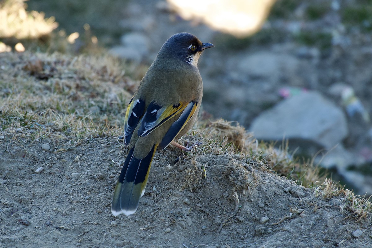 Sarı Kanatlı Gevezeardıç - ML646629656