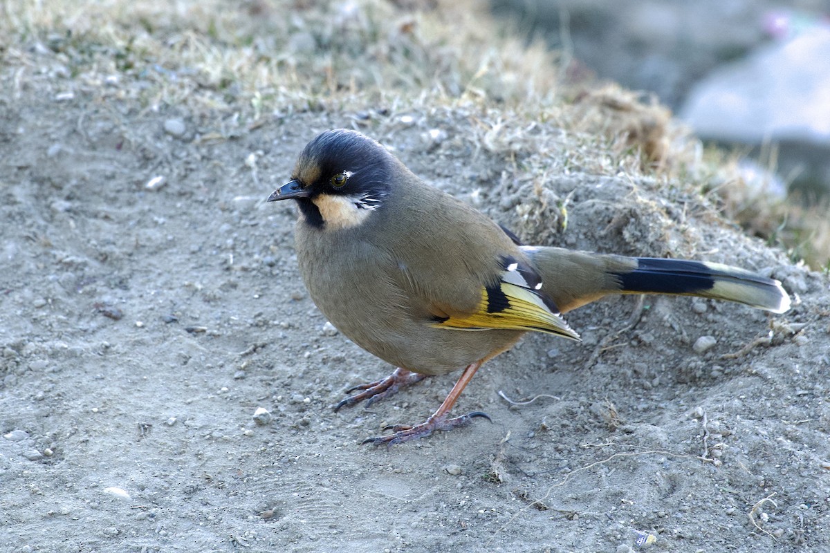 Sarı Kanatlı Gevezeardıç - ML646629657