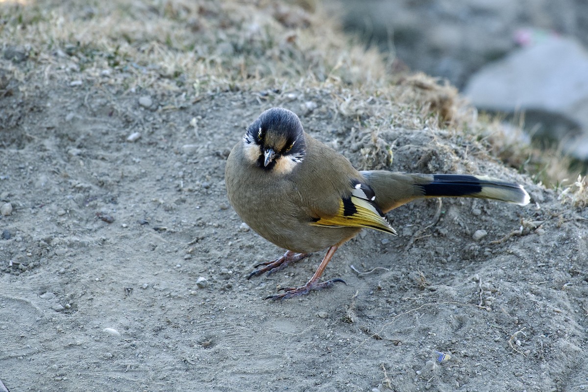 Sarı Kanatlı Gevezeardıç - ML646629659